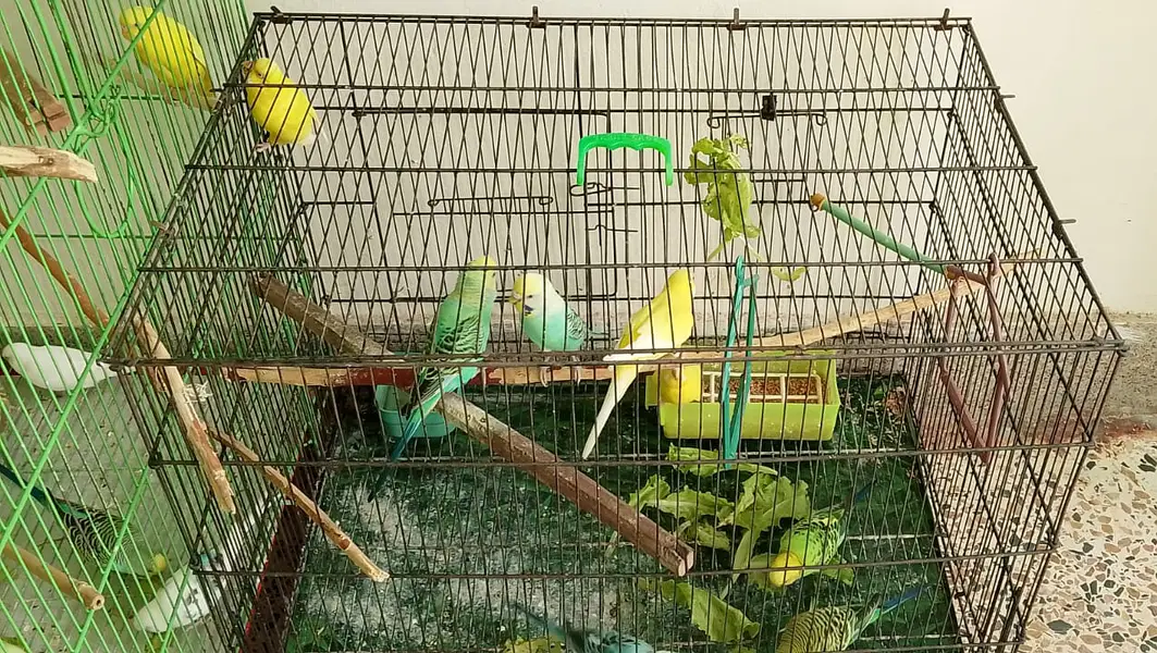 29 Budgies — Male & Female — Various Colors — photo 3