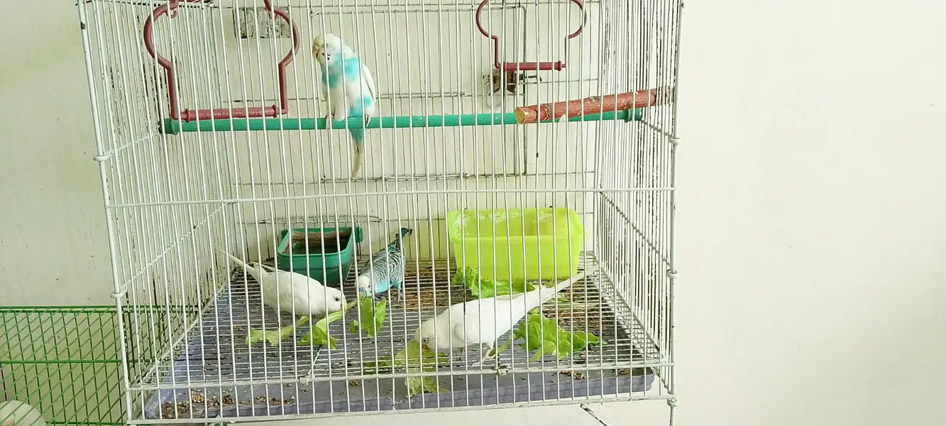29 Budgies — Male & Female — Various Colors — photo 4