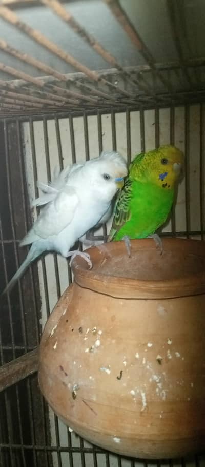 Hogoromo pair for sale