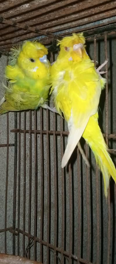 Hogoromo pair for sale