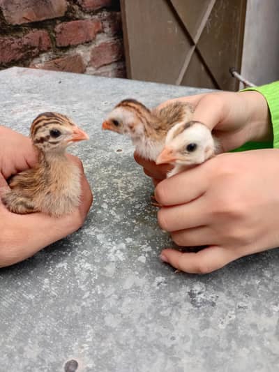Guinea fowl (chakor) chicks Available 03350661457
