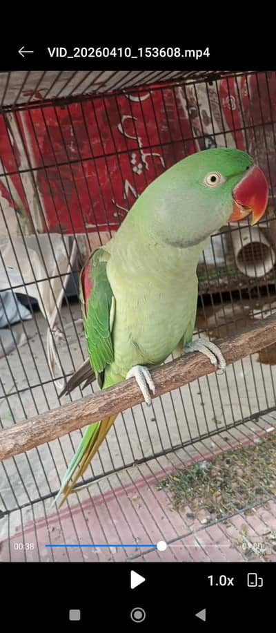 female Raw parrot