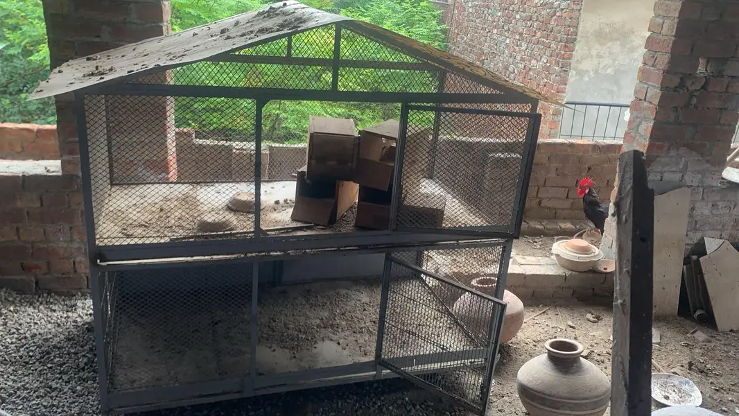 hen dogs iron cage for sale — photo 2