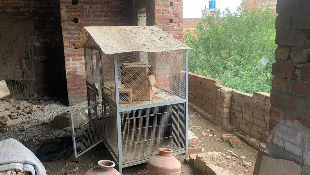 hen dogs iron cage for sale — photo 3