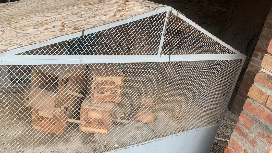 hen dogs iron cage for sale — photo 4