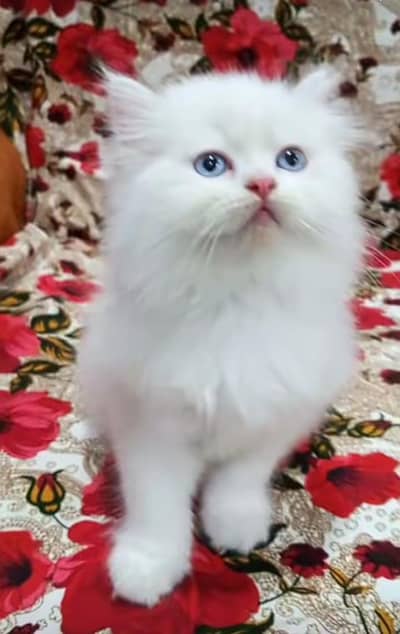 Persian kitten triple cot. for. . sale my WhatsApp03444548868