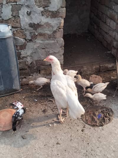 white aseel murgi with 8 chiks