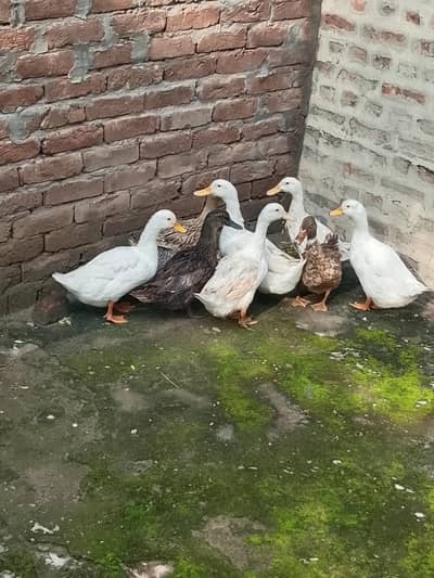Ducks Setup for sale