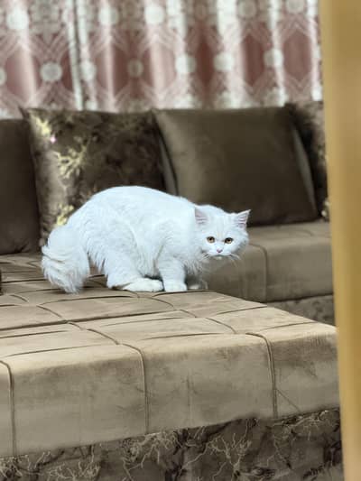 Turkish angora breed persian cat white color and amber orange eyes.