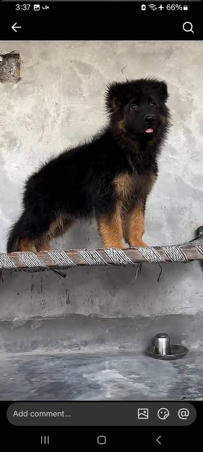 German Shepherd puppies male and female my WhatsApp
