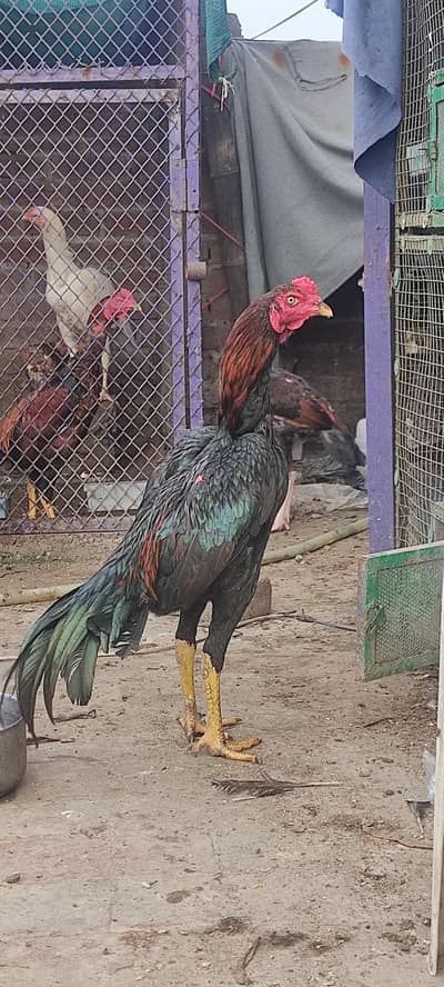 aseel murga aseel roaster