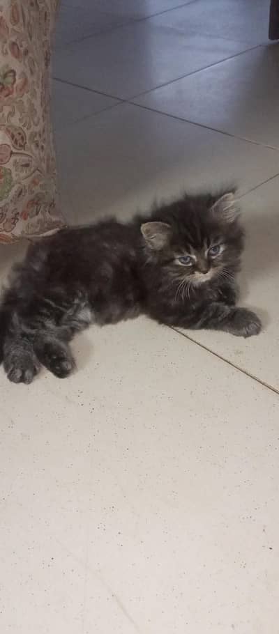 cat kitten for sale