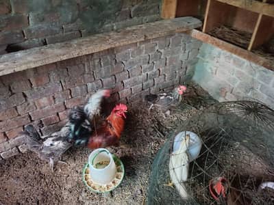 Desi Chicken for Sale