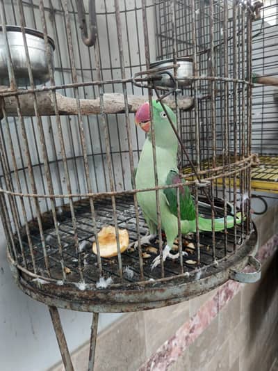 Pahari parrot