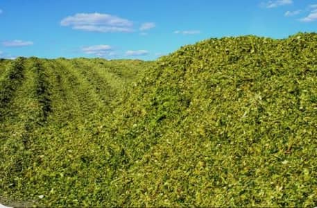 shahan silage