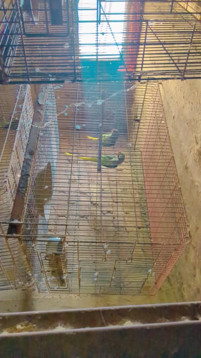 Alexandrine parakeet