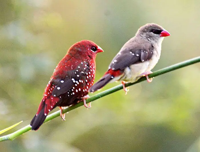 strawberry finch