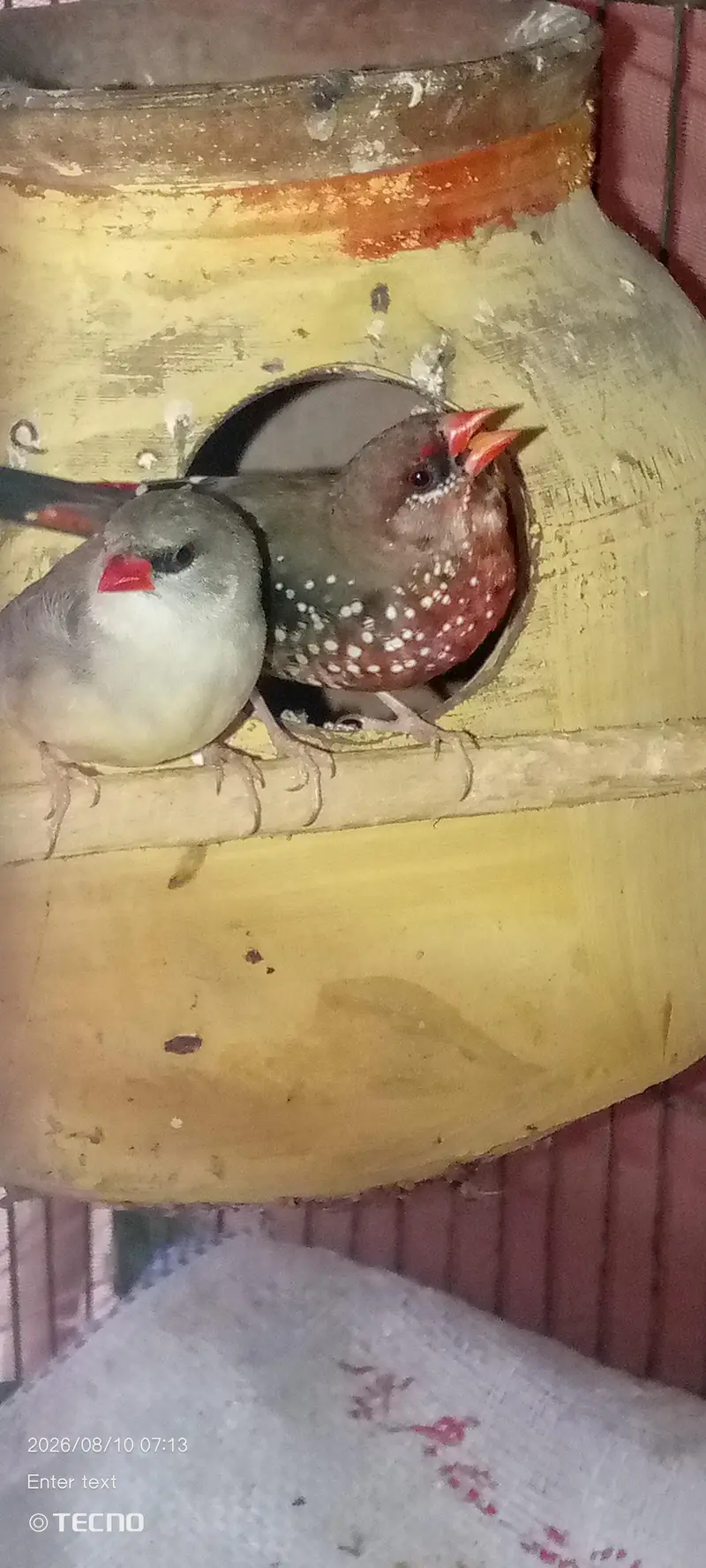 strawberry finch — photo 2
