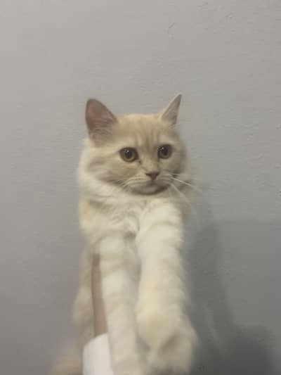 A cat in Persian