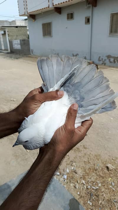 high flyer Pigeon