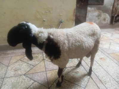 Urgently Sale Nasali Chatra Only 50,000