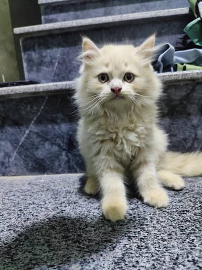 Fawn colour beautiful Scottish & persion mix