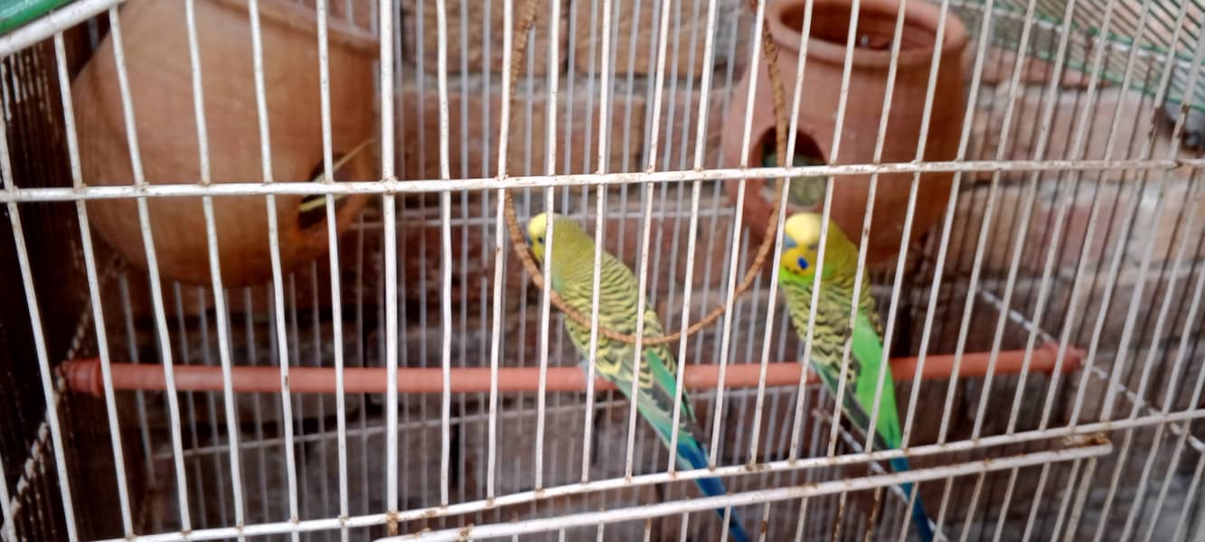 یہ دو جوڑے ہے ایک جوڑا ہے سبز طوطا نیلی طوطی اور ایک جوڑا ہے سبز طوطا 1
