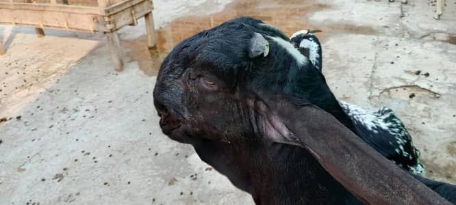 pure beetle breeder bakra