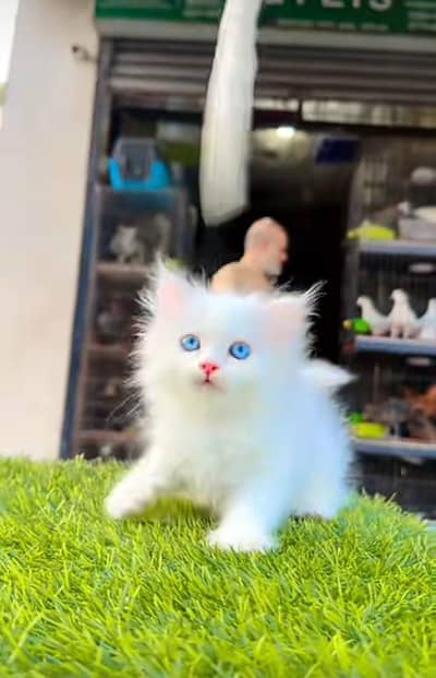 Persian kitten triple cot. for. . sale my WhatsApp03444548868