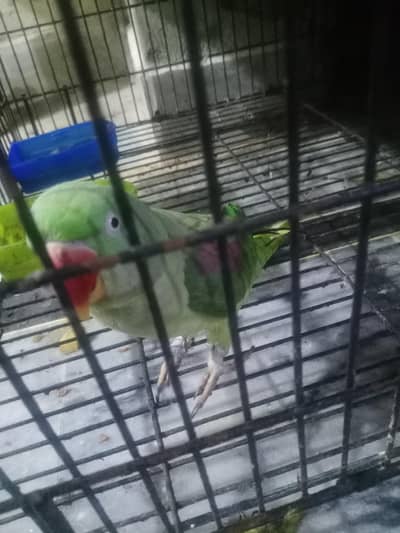 parrot