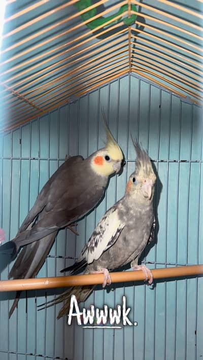 cockatiel