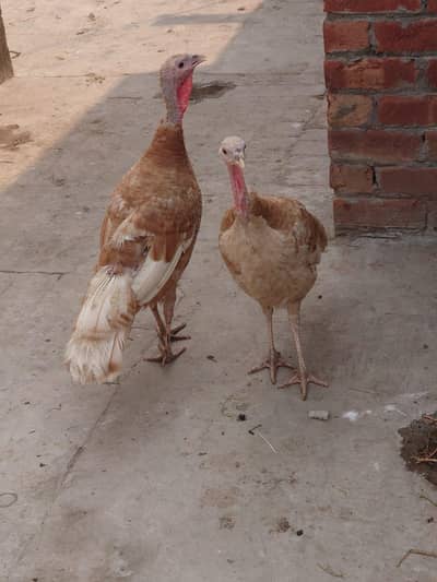 turkey female urgently sale