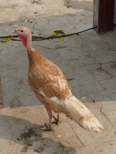 turkey female urgently sale