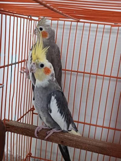 Common Grey Cockatiel Parrots