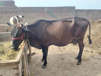 Jersey Cow for sale