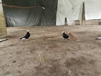 mery pass . Mukhi . sharazi . Chandan chua . pigeon for sale ha barakm