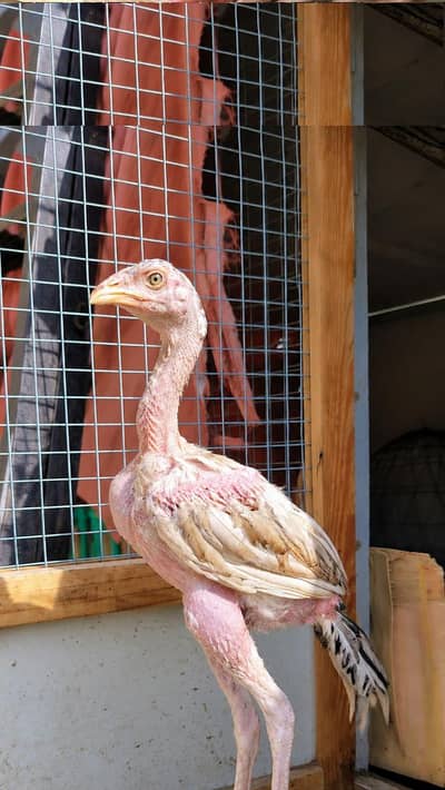 Beautiful and quality Aseel chicks