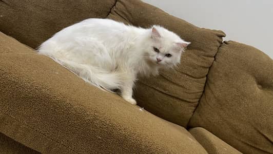 Persian cat triple code