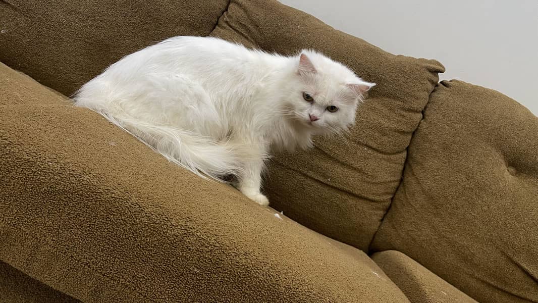 Persian cat triple code 0
