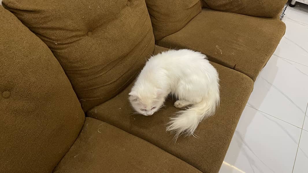 Persian cat triple code 1