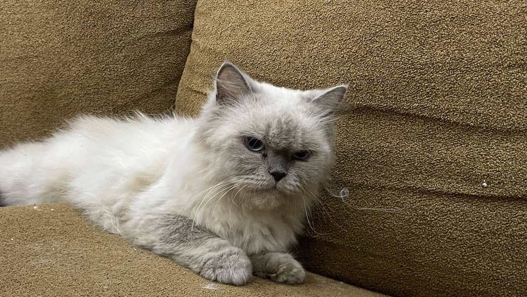 Persian cat triple code 2