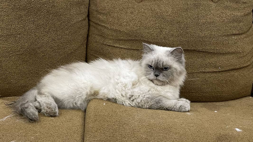 Persian cat triple code 3