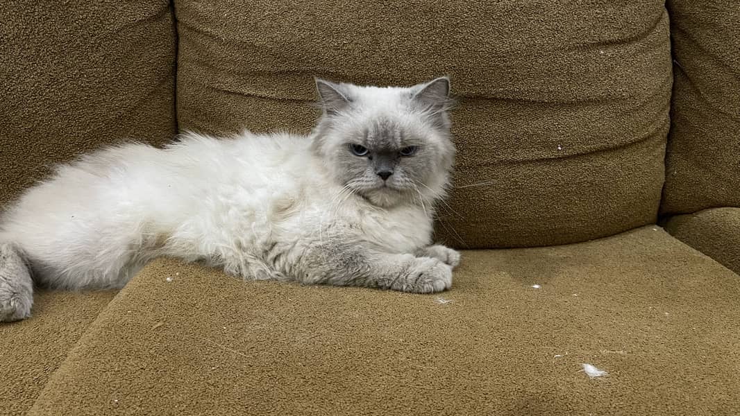 Persian cat triple code 4