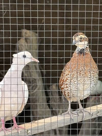Bob White Quail Pair