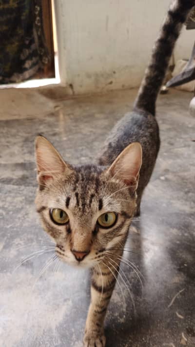 Tabby Male cat