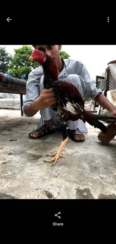 Aseel For Sale