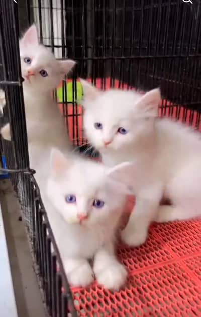Persian kitten triple cot. for. . sale my WhatsApp03464290927