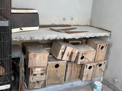 Kikkar boxes