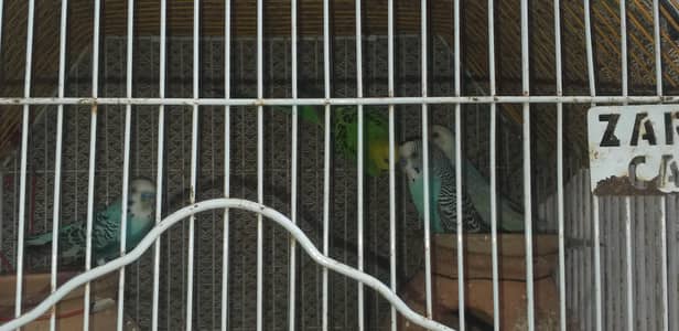 budgies