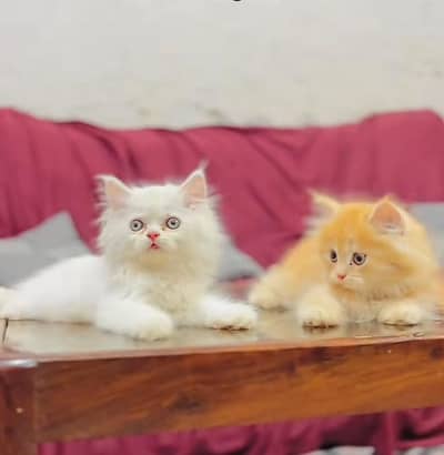 Persian kitten triple cot. for. . sale my WhatsApp03464290927